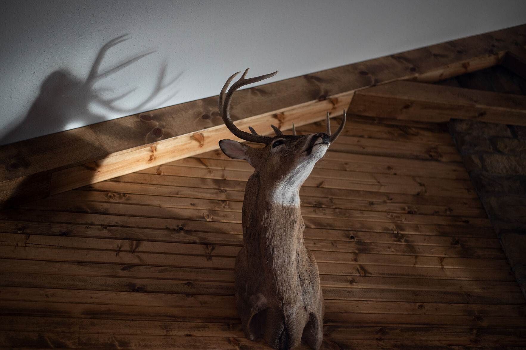 A mounted buck is hung on the wall of my grandfather’s new house